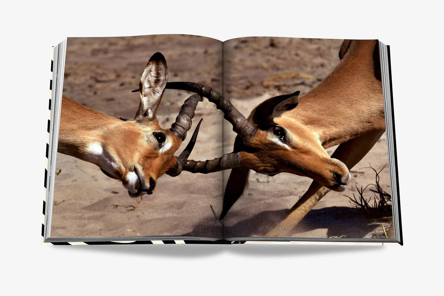 LIBRO AFRICAN ADVENTURE