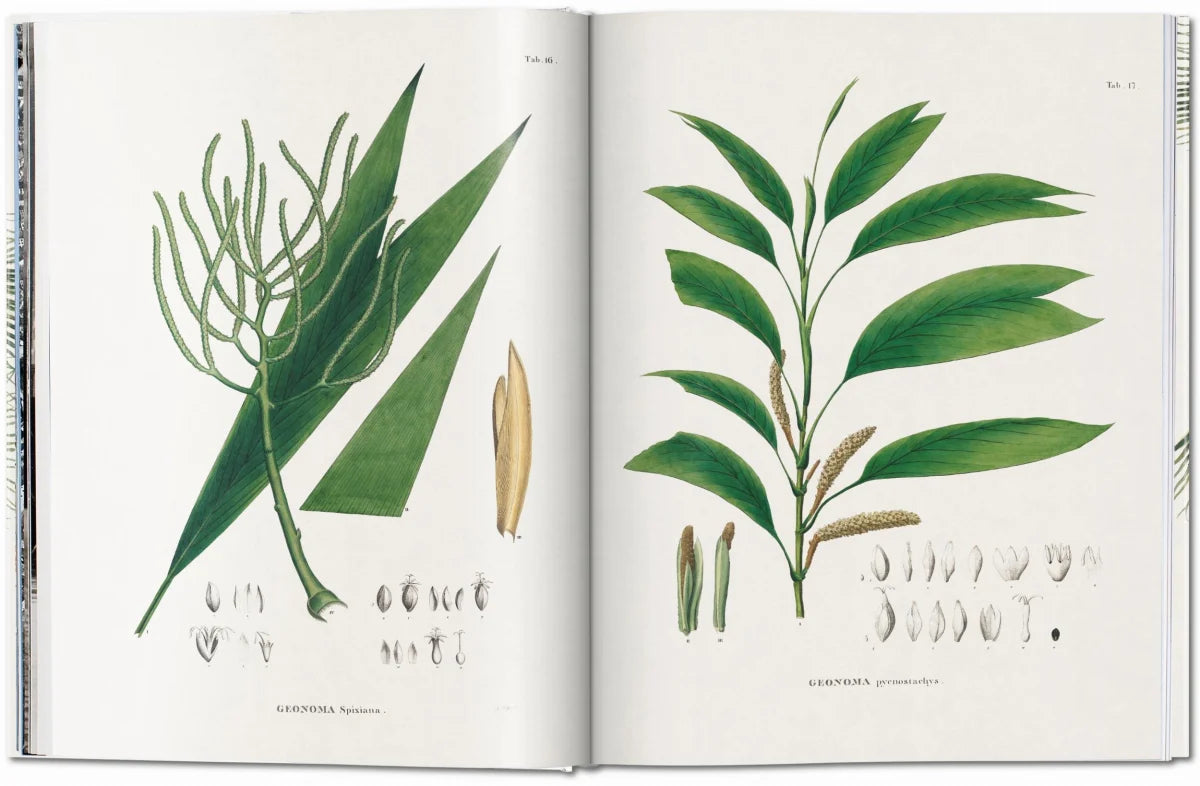 LIBRO THE BOOK OF PALMS