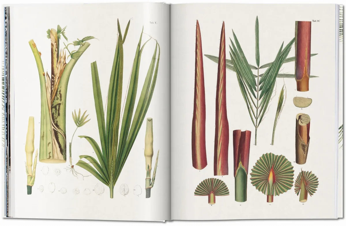 LIBRO THE BOOK OF PALMS